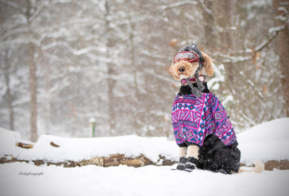 Afbeeldingen van Bestelling
