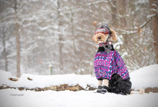 Afbeeldingen van Bestelling