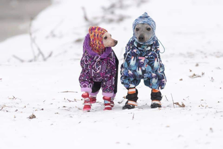 Afbeelding voor categorie Kleine rassen