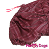 Afbeeldingen van TDSS0004-2023T Female Dachshund