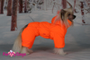 Afbeeldingen van ForMyDogs  TDW0277-2024 F Female